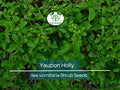 40 Yaupon Holly Seeds Ilex vomitoria Evergreen Hedge Native Edible Tea Plant Garden Starter