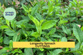 Longevity Spinach Cuttings – Gynura procumbens, Perennial Green Leafy Vegetable, Warm Climate Edible Plant, 4 Unrooted Cuttings
