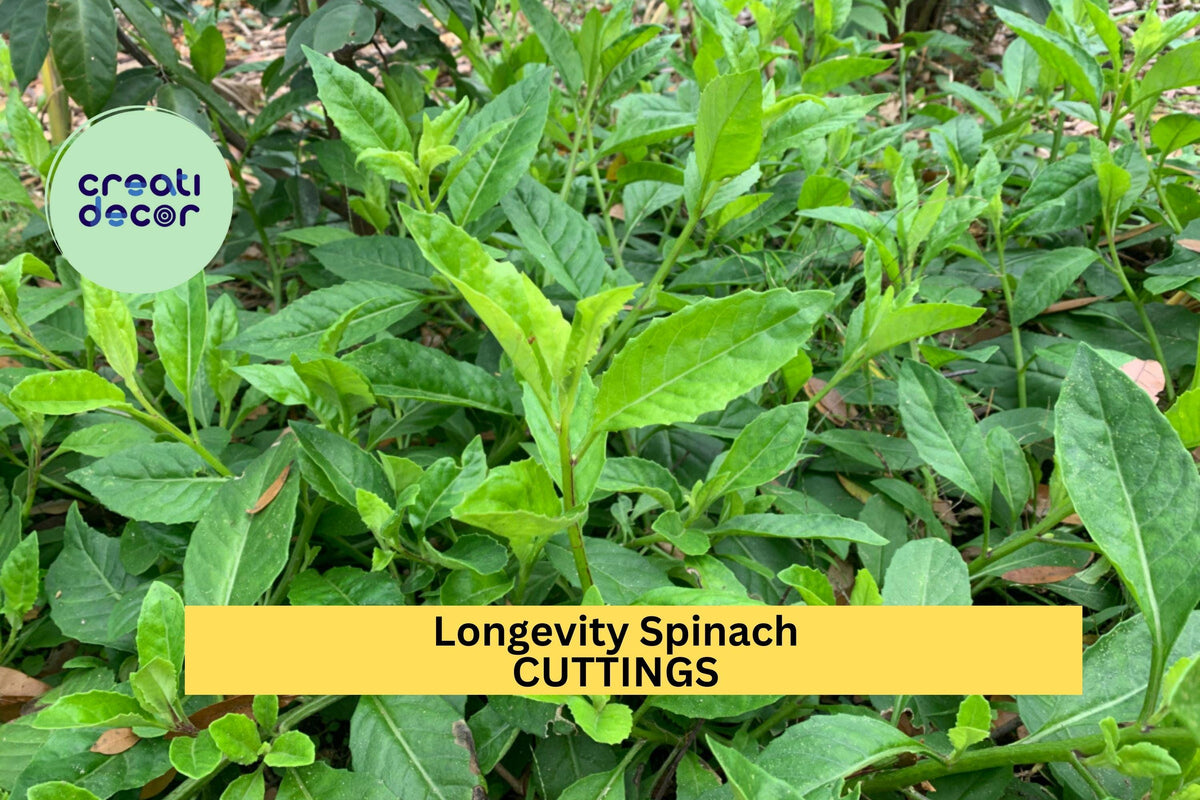 Longevity Spinach Cuttings – Gynura procumbens, Perennial Green Leafy Vegetable, Warm Climate Edible Plant, 4 Unrooted Cuttings