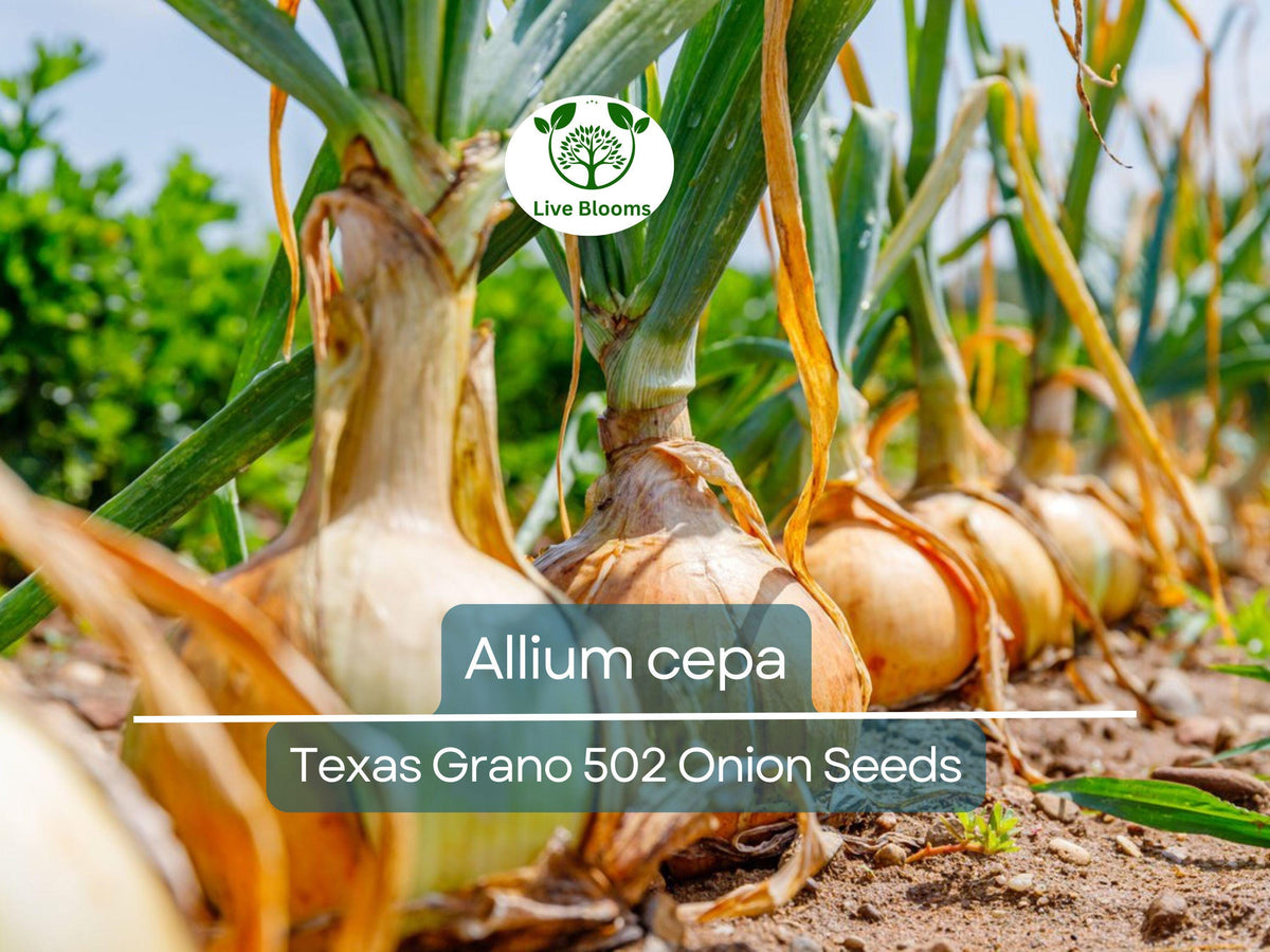 Texas Grano 502 Onion Seeds - Allium cepa Heirloom Sweet Onion for Gardening, Planting & Harvest