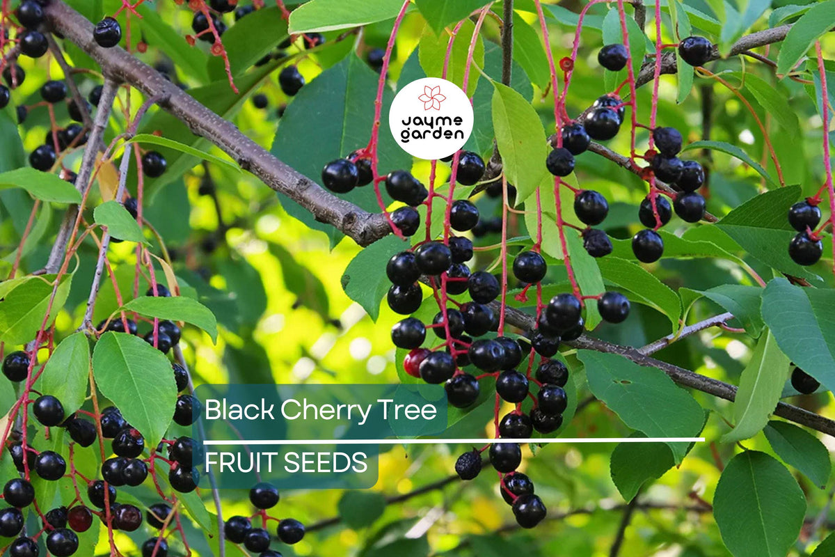 Black Cherry Tree Seeds – Prunus serotina, Fast-Growing Deciduous Tree with Fragrant Flowers & Vibrant Fall Color, Hardy Zones 3-9