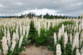 Lupine Seeds | Russell White Perennial Flowering Plant | Pollinator Friendly | Lupinus polyphyllus