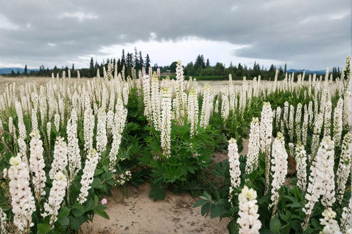 Lupine Seeds | Russell White Perennial Flowering Plant | Pollinator Friendly | Lupinus polyphyllus