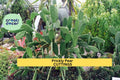 Organic Prickly Pear Cactus Pads, Edible Nopales, Opuntia ficus-indica, Unrooted, Growing or Cooking