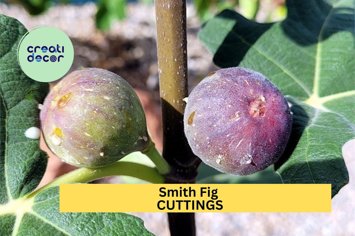 Smith Fig Cuttings 5-Pack with Willow Water, Ficus carica ‘Smith’ Hardwood Propagation Material for Home Garden