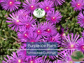 Creeping Ice Plant Cuttings 4-7" Purple Pink Ground Cover Succulent Delosperma Unrooted Plants