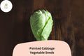 Pointed Cabbage Seeds 500+ | Cone-Shaped Brassica oleracea | Heirloom Tender Sweet Early-Maturing