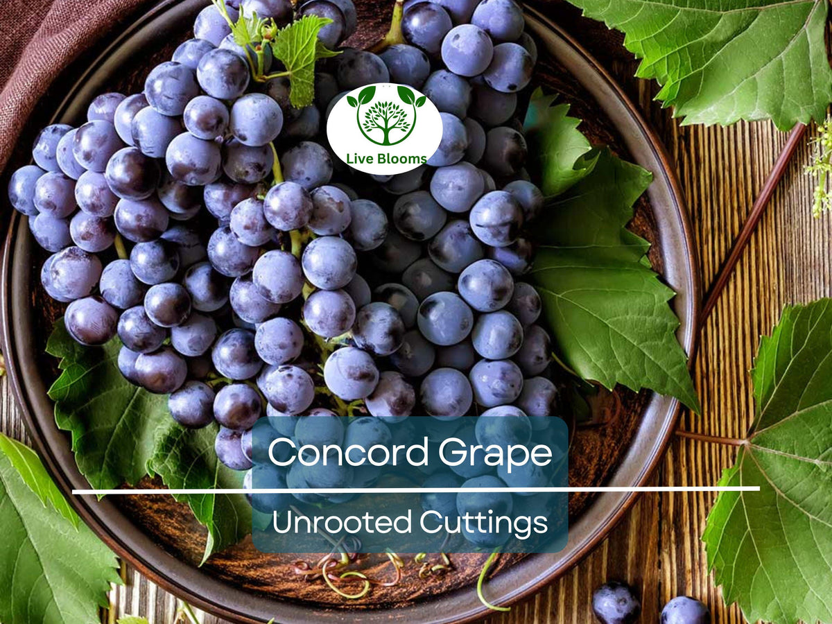 Unrooted Concord Grape Cuttings 6-8" Organic, Seeded, Vigorous Vine for DIY Vineyard, Home Garden, Trellises, High Yield, Vitis labrusca