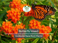 3 Butterfly Weed Plants Bare Root - Asclepias tuberosa Monarch Host Pollinator Perennial Native Wildflower