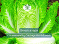 150 Seeds Chinese Heading Cabbage Michihli Brassica rapa Heirloom Seeds for Gardening, Stir-Fries & Salads