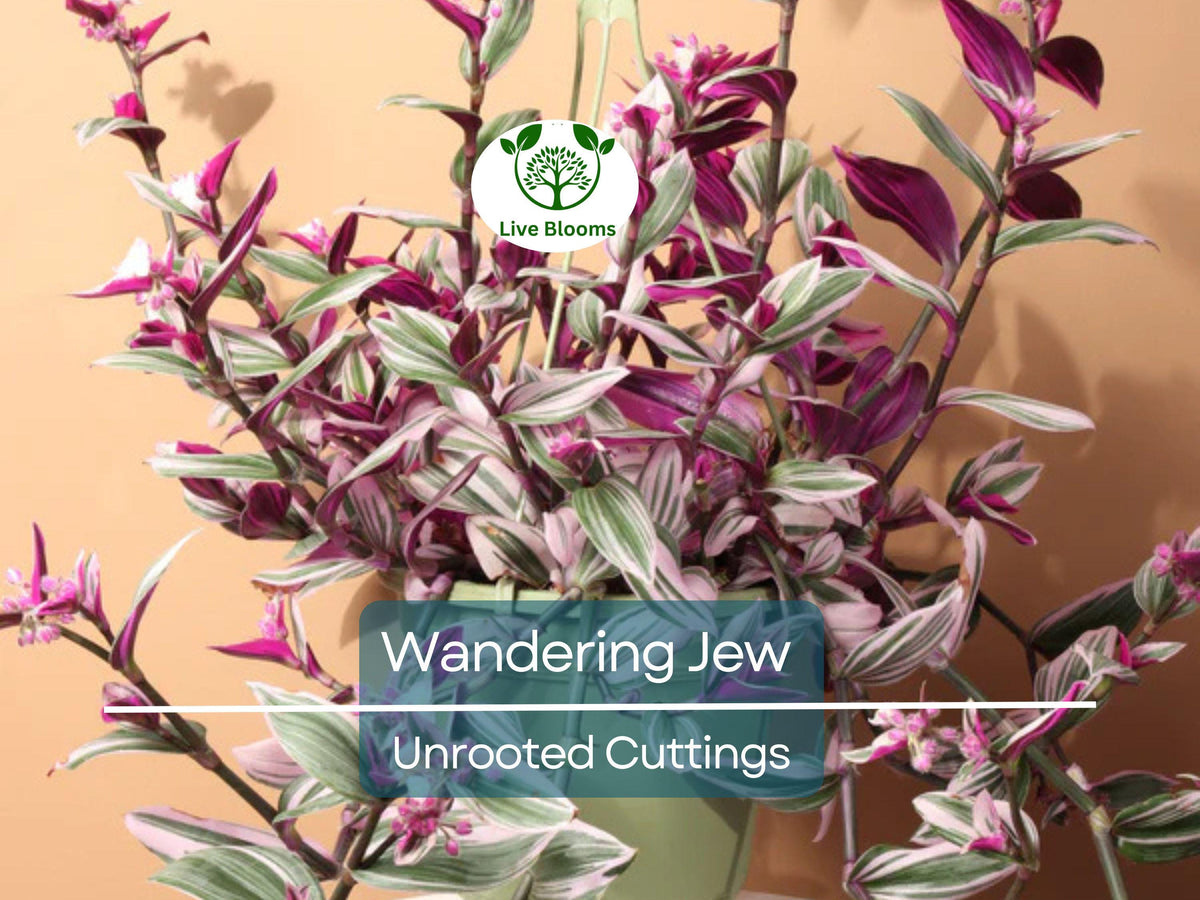 Unrooted Plant Cuttings - Wandering Jew Tradescantia Zebrina Purple Variegated Foliage, Indoor Hanging Vine, Easy to Grow, 10 Pack
