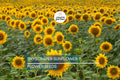Skyscraper Sunflower Seeds – Heirloom, Non-GMO, Tall, Giant Yellow Blooms, Pollinator-Friendly, Helianthus annuus, USA Seller
