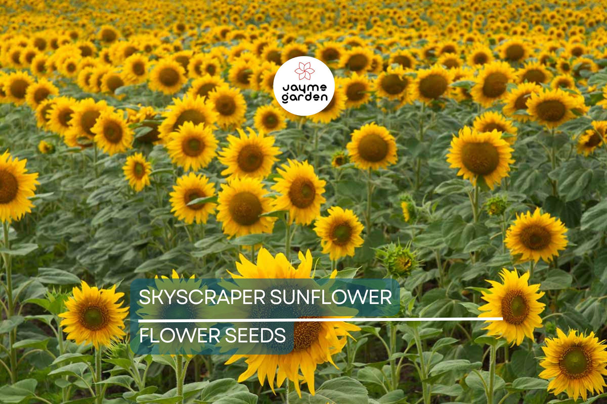 Skyscraper Sunflower Seeds – Heirloom, Non-GMO, Tall, Giant Yellow Blooms, Pollinator-Friendly, Helianthus annuus, USA Seller