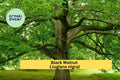 Black Walnut Tree Seedlings Set of 3 | Juglans nigra Bare Root Hardwood Trees for Landscaping and Reforestation