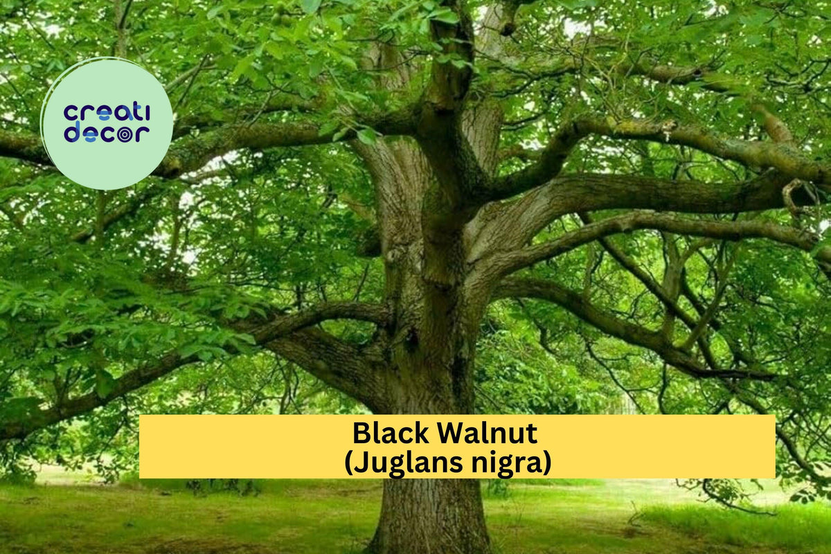 Black Walnut Tree Seedlings Set of 3 | Juglans nigra Bare Root Hardwood Trees for Landscaping and Reforestation