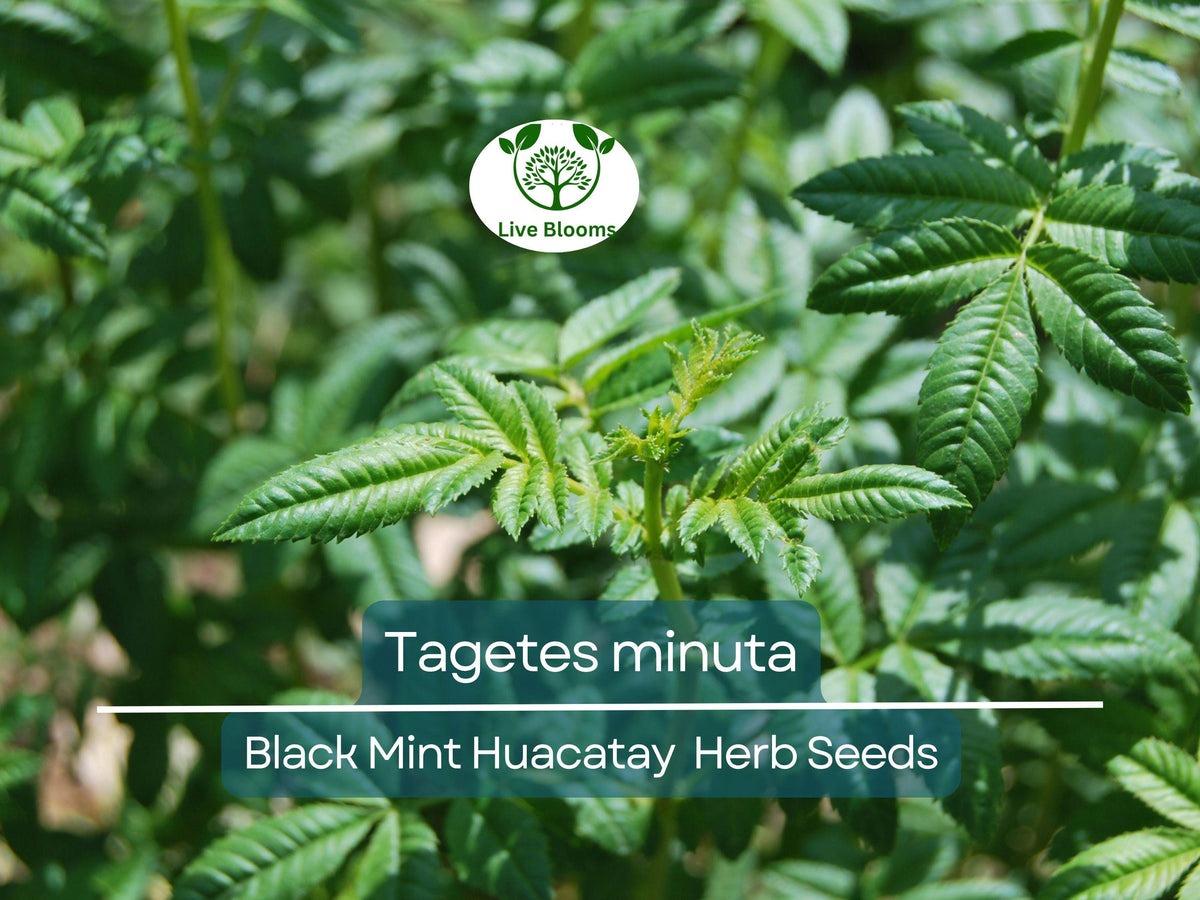 Black Mint Huacatay Seeds – 100 Organic Non-GMO Peruvian Herb, Tagetes minuta for Cooking & Gardening