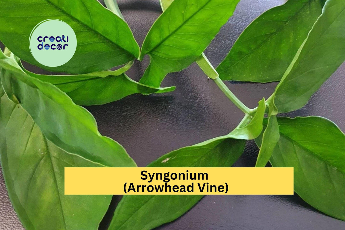 Rare Green Syngonium Leaf Cuttings – 5 Air-Rooted Indoor Tropical Plant Propagation Starter – Syngonium podophyllum