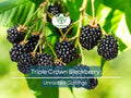 15 Triple Crown Blackberry Scion Cuttings – Unrooted Heirloom Rubus fruticosus for Grafting, Rooting, Home Garden, Cold-Hardy, Sweet Berries