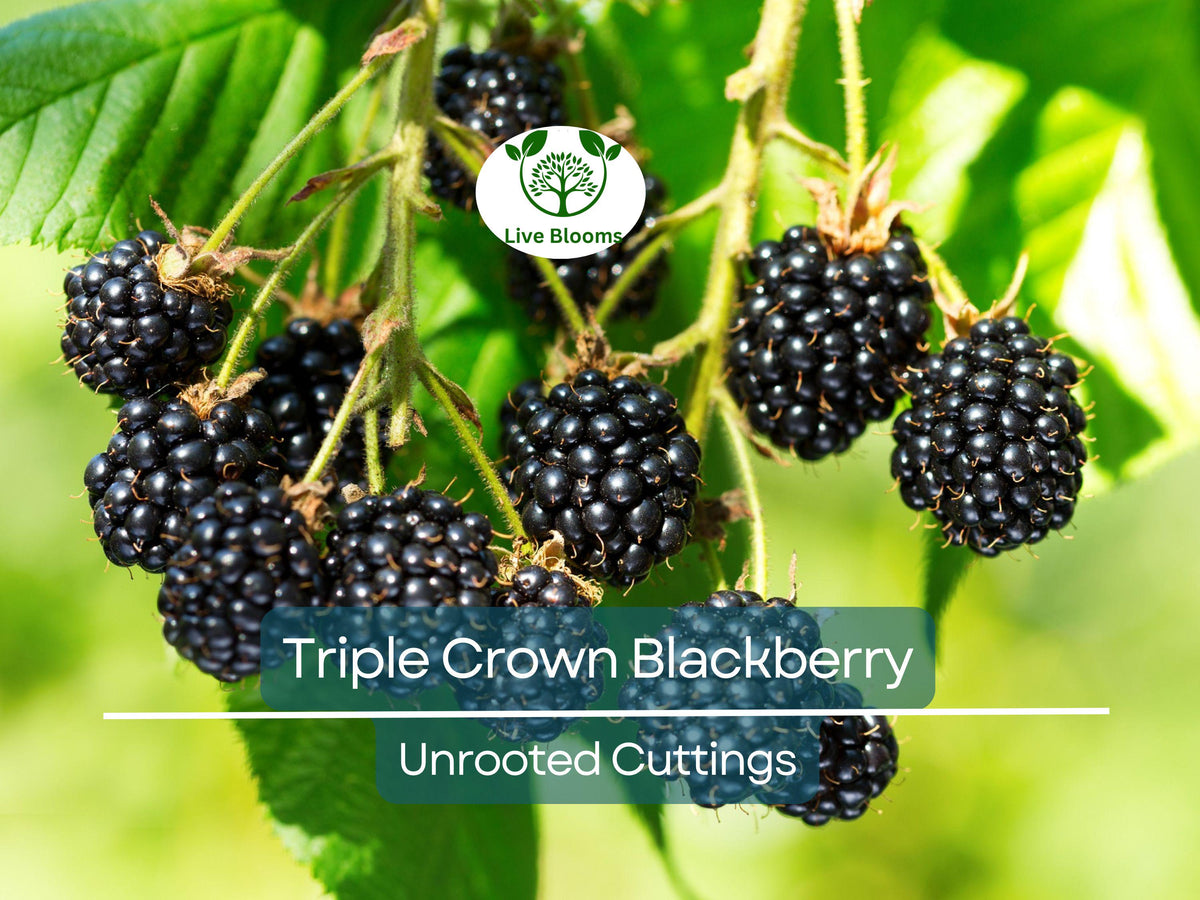 15 Triple Crown Blackberry Scion Cuttings – Unrooted Heirloom Rubus fruticosus for Grafting, Rooting, Home Garden, Cold-Hardy, Sweet Berries