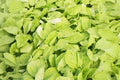 Edible Amaranth Seeds 500 White Light Green Heirloom Leafy Vegetable Microgreens Garden Planting Amaranthus tricolor