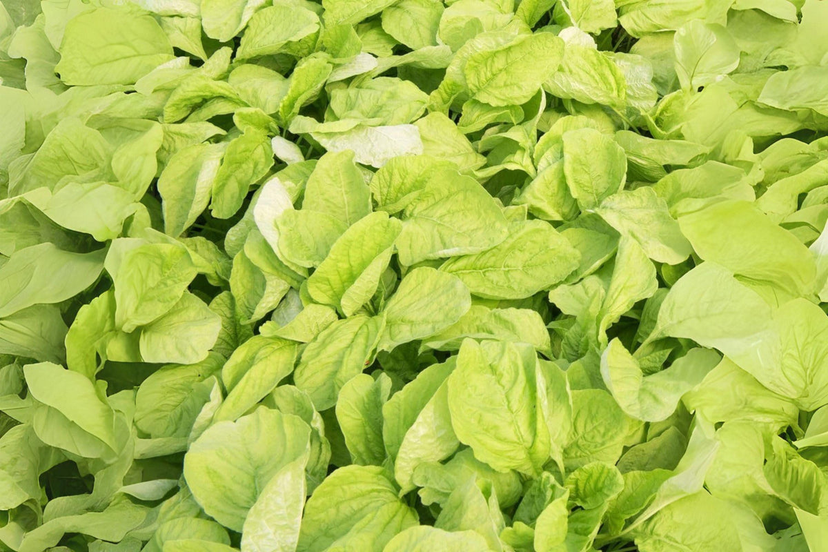Edible Amaranth Seeds 500 White Light Green Heirloom Leafy Vegetable Microgreens Garden Planting Amaranthus tricolor