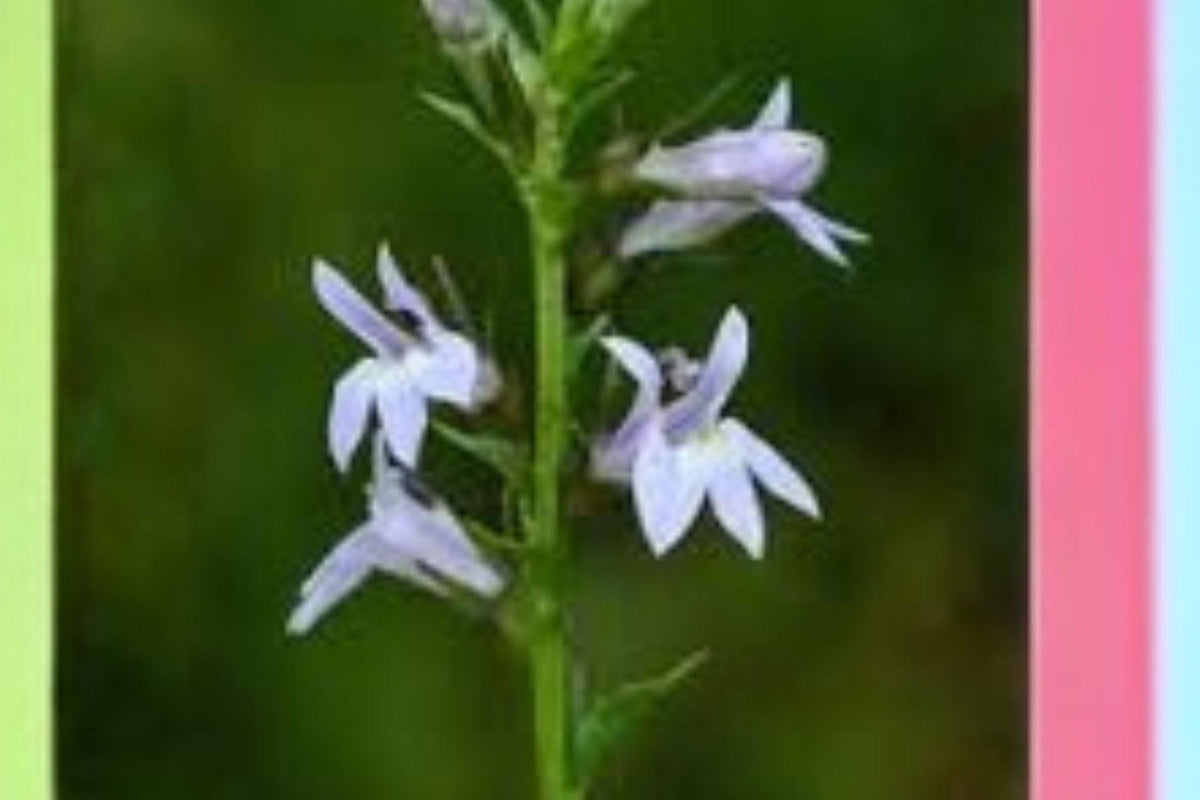 Lobelia inflata Seeds — Native Annual Wildflower for Gardens & Pollinator Support — Indian Tobacco, 500 Seeds