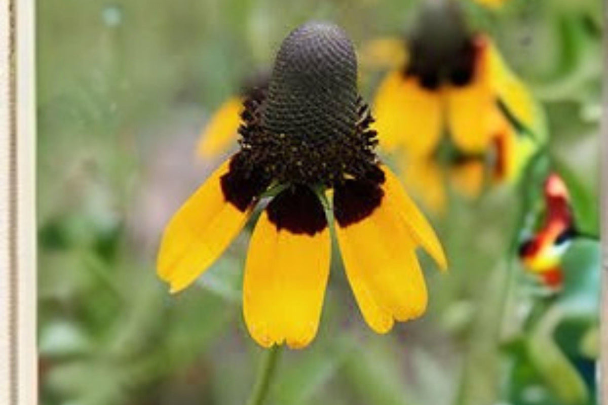 100 Seeds Dracopis amplexicaulis Clasping Coneflower Wildflower Seeds for Pollinator Gardens & Meadows