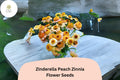 Zinnia Seeds 100+ Zinderella Peach Double Blooms Heirloom Non-GMO Annual Flowers for Garden & Cut Flowers