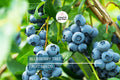 50 Southern Highbush Blueberry Seeds | Vaccinium corymbosum | Cold Hardy Fruit Tree for Zones 5-10 | Edible Garden Seeds