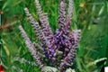 Packera aurea Seeds – Golden Ragwort Perennial Wildflower for Pollinator Gardens, Native Eastern North America