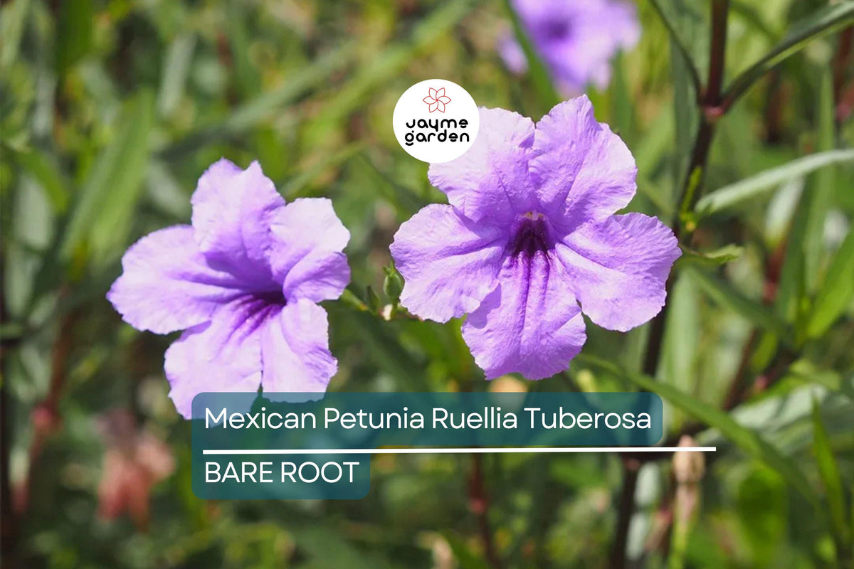 Mexican Petunia Bare Root Plants | Ruellia Tuberosa | Vibrant Purple Flowers | Rare Exotic Garden Shrubs (2 Pack)