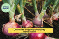 Red Burgundy Onion Seeds 3pcs 300mg Short Day Variety Allium cepa for Mild Flavor, Red-Purple Bulbs, Garden Planting