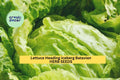 3pcs of Lactuca sativa Iceberg Batavian Lettuce Seeds for Crisp Heads, Salad Greens, Home Gardens & Raised Beds