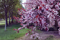 Purple Leaf Plum Tree 2 ft Tall Prunus × cistena Ornamental Deciduous Landscape Tree