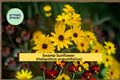 Swamp Sunflower Seeds 100 Count Helianthus angustifolius Tall Yellow Wildflower Garden Plant
