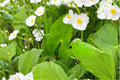 Sagittaria Latifolia Seeds – Native Aquatic Perennial for Wetlands, Pond Margins & Water Gardens | Pollinator-Friendly