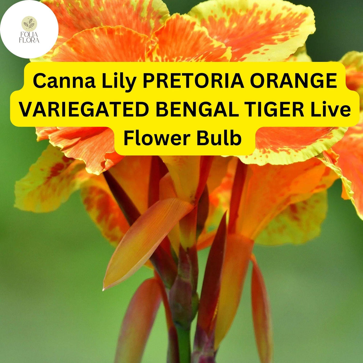 Canna Lily Pretoria Bengal Tiger Live Bulb – Orange Variegated Tropical Flower, Perennial, Pollinator-Friendly, 4-6 Feet Tall