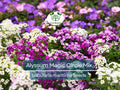 Alyssum Magic Circle Mix Seeds, Trailing Groundcover, Pink Purple White, Lobularia maritima, Non-GMO, Fragrant, Pollinator-Friendly