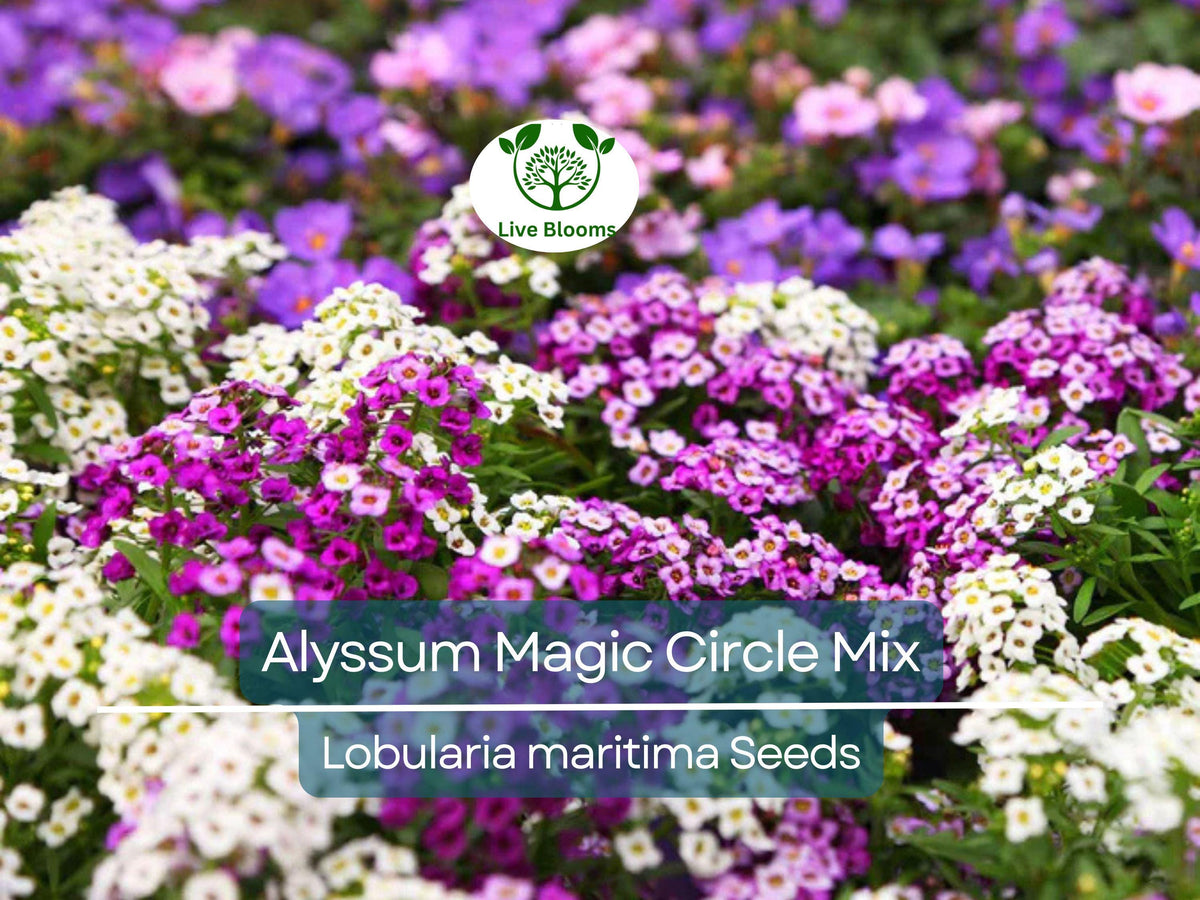 Alyssum Magic Circle Mix Seeds, Trailing Groundcover, Pink Purple White, Lobularia maritima, Non-GMO, Fragrant, Pollinator-Friendly