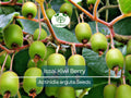 30 Issai Kiwi Berry Seeds - Arctic Grape, Kiwiberry, Edible Fruit Vine, Actinidia arguta, Cold-Hardy, Fast-Growing, Self-Pollinating
