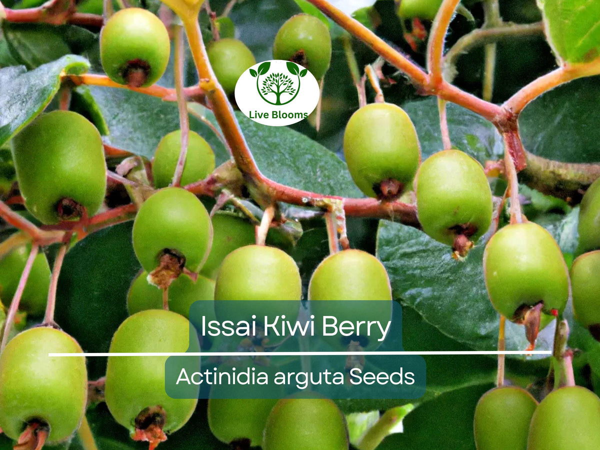 30 Issai Kiwi Berry Seeds - Arctic Grape, Kiwiberry, Edible Fruit Vine, Actinidia arguta, Cold-Hardy, Fast-Growing, Self-Pollinating