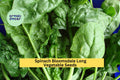 3pcs Spinach Bloomsdale Long Standing Seeds – Heirloom, Slow to Bolt, Tender Dark Green Leaves, Plant for Garden or Container, Spinacia oleracea
