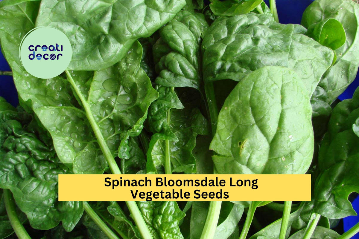 3pcs Spinach Bloomsdale Long Standing Seeds – Heirloom, Slow to Bolt, Tender Dark Green Leaves, Plant for Garden or Container, Spinacia oleracea