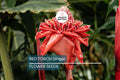 Red Torch Ginger Seeds – Exotic Tropical Flower, Flame-Like Red Bracts, Indoor/Outdoor Plant, Etlingera elatior, Grows 3-5 ft
