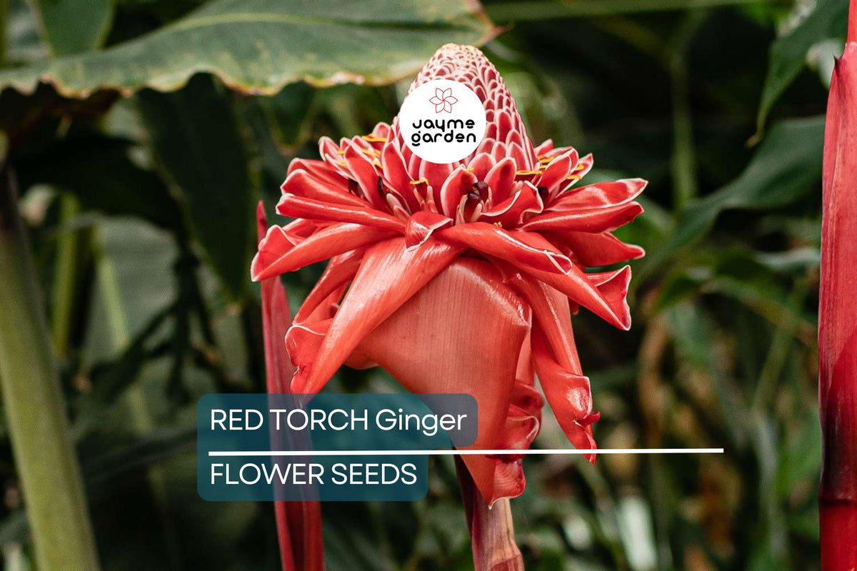 Red Torch Ginger Seeds – Exotic Tropical Flower, Flame-Like Red Bracts, Indoor/Outdoor Plant, Etlingera elatior, Grows 3-5 ft
