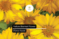 25 Yellow Blanket Flower Seeds – Gaillardia aristata 'Aurea Pura' – Drought-Tolerant Perennial with Bright Yellow Blooms for Pollinators