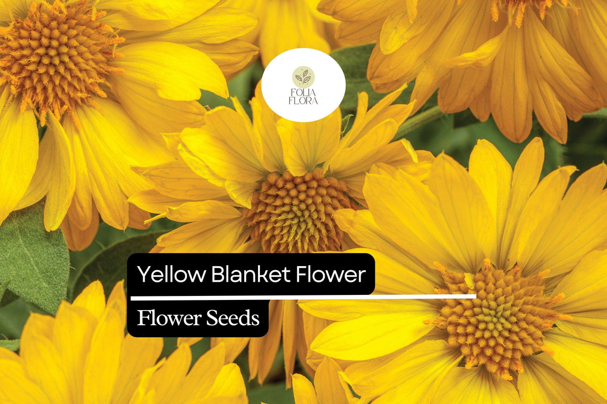 25 Yellow Blanket Flower Seeds – Gaillardia aristata 'Aurea Pura' – Drought-Tolerant Perennial with Bright Yellow Blooms for Pollinators
