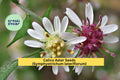 Calico Aster Seeds – Symphyotrichum lateriflorum – Native White Wildflower for Pollinator Gardens and Woodland Borders – 100 Seeds