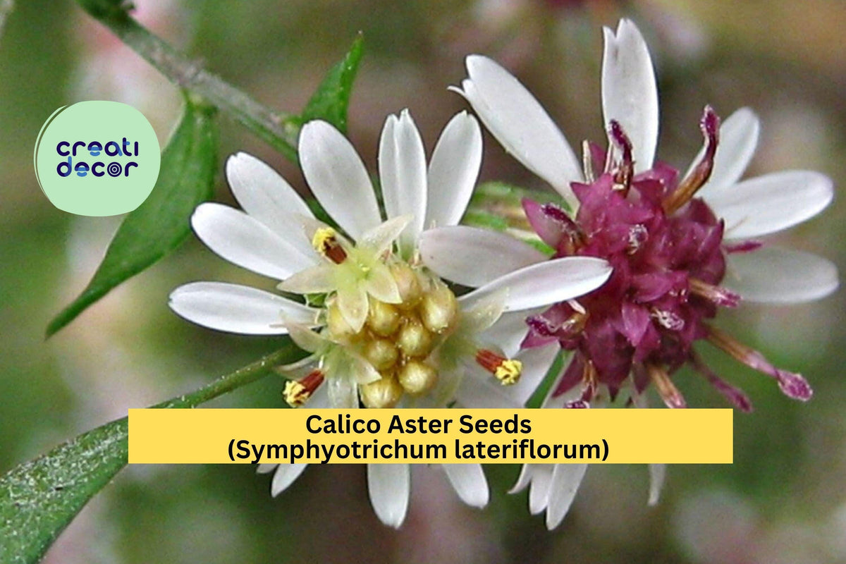 Calico Aster Seeds – Symphyotrichum lateriflorum – Native White Wildflower for Pollinator Gardens and Woodland Borders – 100 Seeds