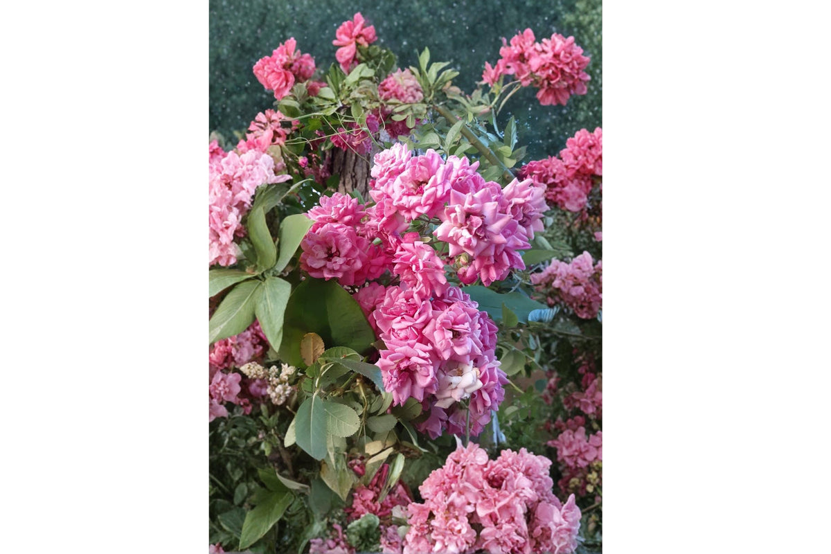 French Rose Climbing Rose Cuttings – Unrooted 6-8 Inches, Rosa spp., Garden, Fence, Arch, Trellis